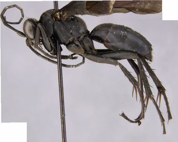 Media type: image;   Entomology 26232 Aspect: habitus lateral view